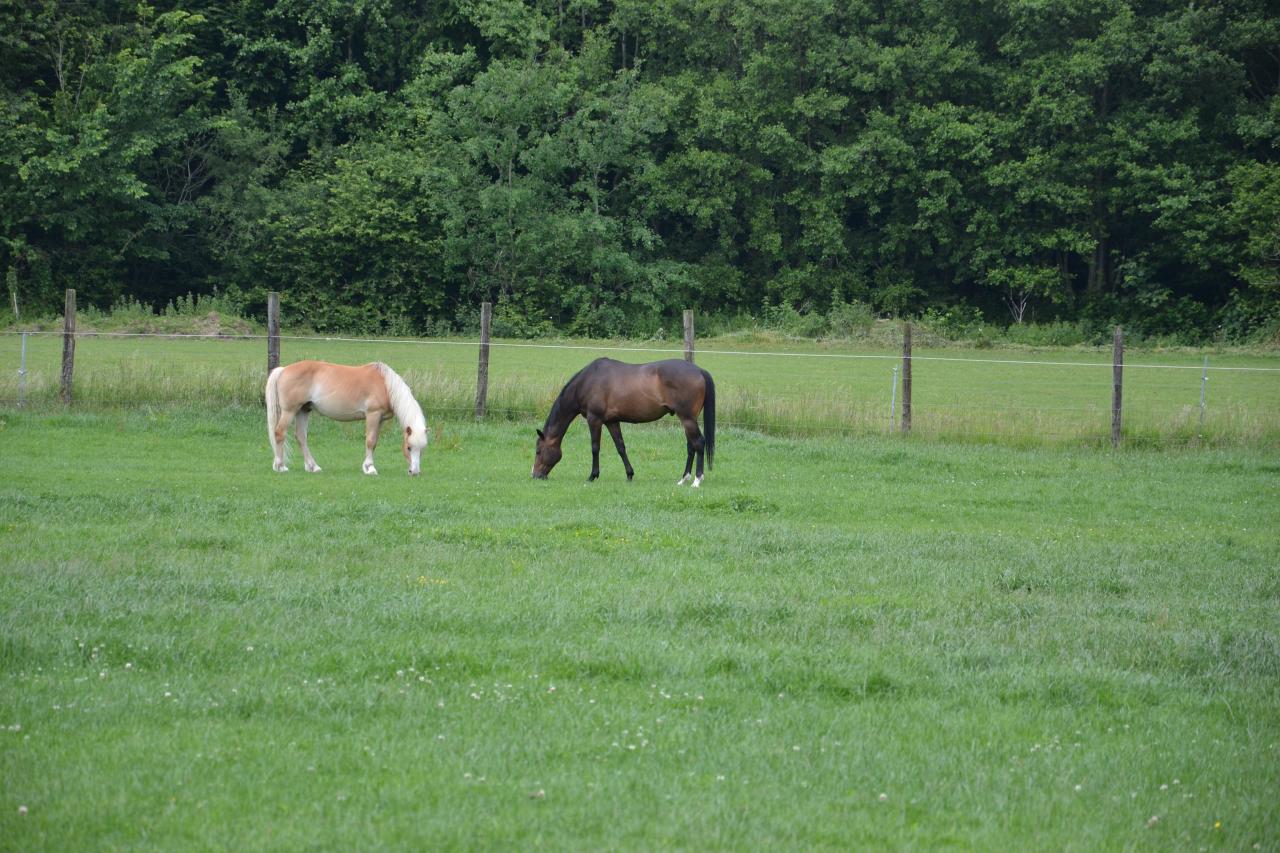 DSC_0142